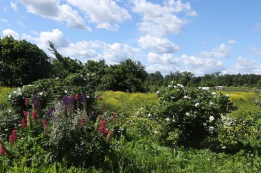 Güneşli bir yaz gününde Rus tarlası. Yabani otların ve yaban güllerinin çiçeklenmesi, Rus kırsalındaki lupinler.