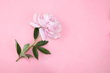 Pembe arka planda şakayık çiçekleri, soyut çiçek aranjmanları, minimalizm, düz yatak. Anneler günü için tebrik kartı, mutlu yıllar.,