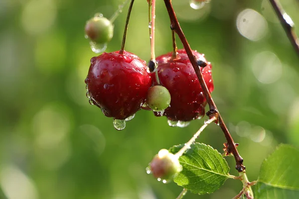 Summer Rain Garden Cherries Drops Bokeh Background Blurred Focus Beautiful — Stock Photo, Image