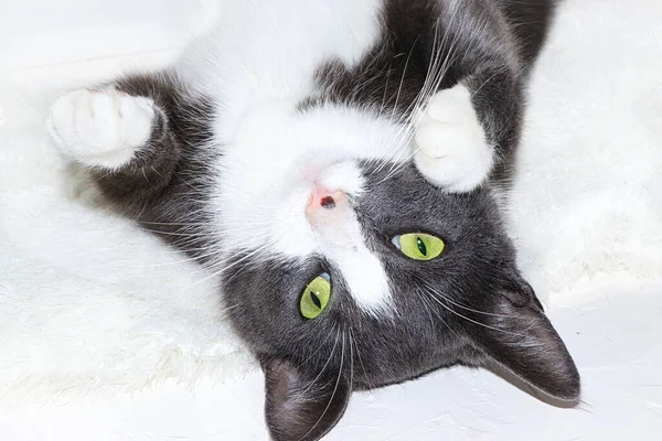 Κοντινό Πλάνο Μιας Εγχώριας Γάτας Πράσινα Μάτια Μια Ζεστή Γάτα — Φωτογραφία Αρχείου