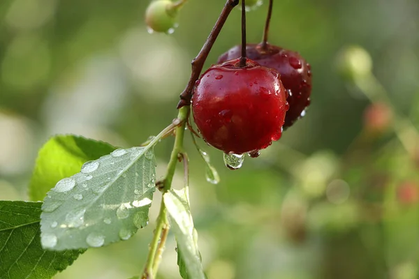 Summer Rain Garden Cherries Drops Bokeh Background Blurred Focus Beautiful — Stock Photo, Image