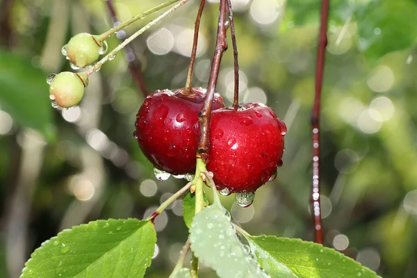 Summer Rain Garden Cherries Drops Bokeh Background Blurred Focus Beautiful — Stock Photo, Image