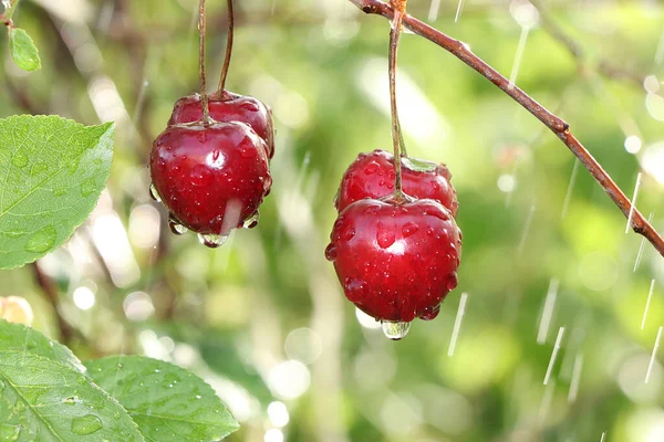 Summer Rain Garden Cherries Drops Bokeh Background Blurred Focus Beautiful — Stock Photo, Image