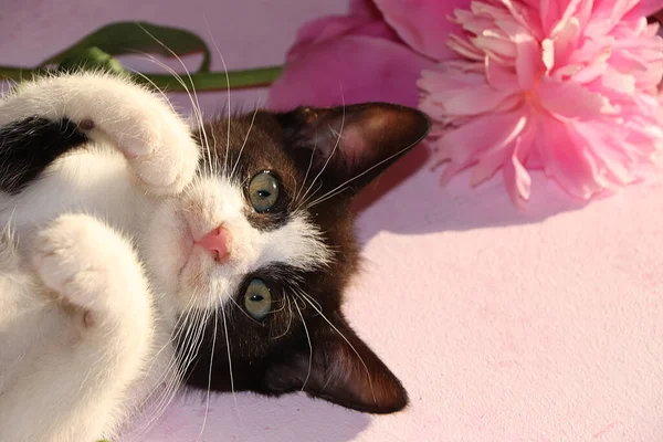 A small curious kitten on a sunny pink background. A kitten on the background of peonies in the summer, the comfort of our home and the rescue of stray animals