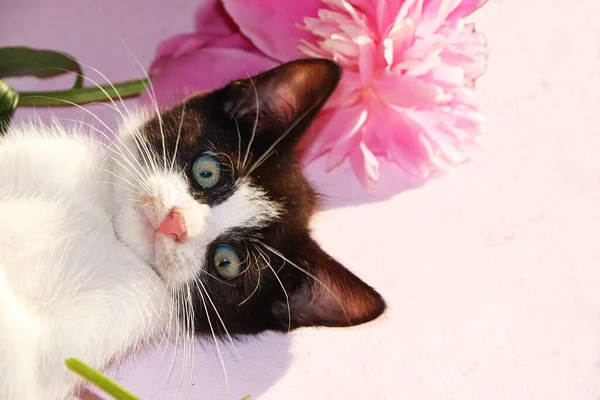 A small curious kitten on a sunny pink background. A kitten on the background of peonies in the summer, the comfort of our home and the rescue of stray animals