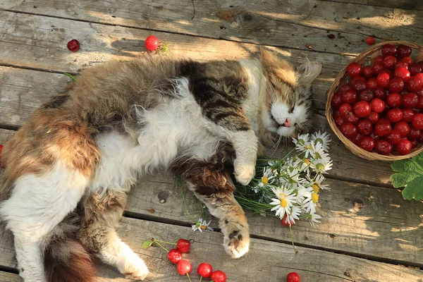 Sleeping cat on an old wooden table in the summer garden next to a basket with cherries and flowers. Country cat resting in the garden, top view,