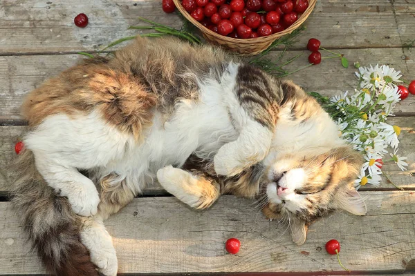 Sleeping cat on an old wooden table in the summer garden next to a basket with cherries and flowers. Country cat resting in the garden, top view