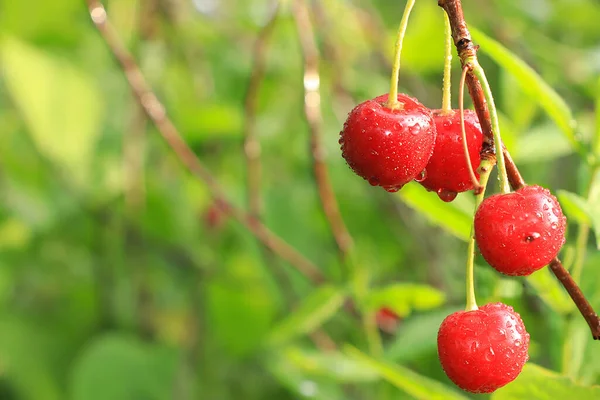 Cherries Garden Rain Drops Cherry Berries Sun Blurred Natural Bokeh — Stock Photo, Image