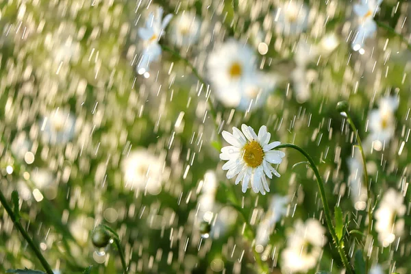 Abstraktní Přírodní Pozadí Letní Déšť Zahradě Sedmikrásky Kapkami Pozadí Bokeh — Stock fotografie