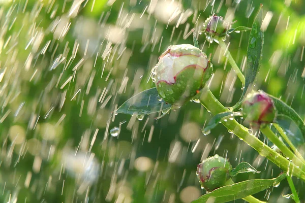 Fondo Natural Abstracto Lluvia Verano Jardín Peonías Con Gotas Sobre — Foto de Stock