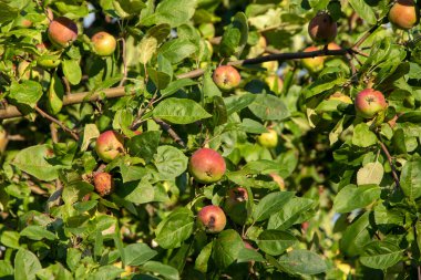 Ağaçların dallarında, sonbahar güneşli bahçesinde elmalar. Ülkede hasat, güzellik ve doğa hediyeleri, doğal beslenme, detoks diyeti