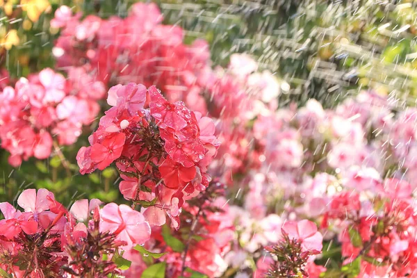 Abstract floral background.Summer rain in the garden and flowers with drops and bokeh, blurred focus. Beautiful summer garden in the early morning with natural bokeh and rain,