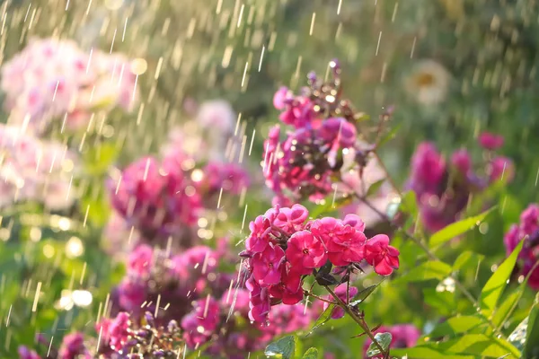 추상적 꽃들이 배경에 여름에 정원에 내리는 꽃들은 방울들과 Bokeh 초점이 — 스톡 사진