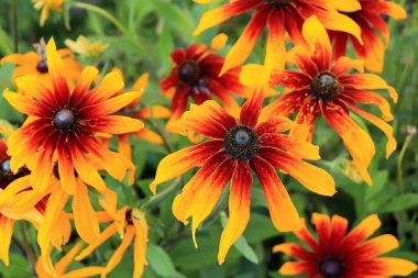 Soyut çiçek arkaplanı. Sunny Garden ve çiçekler, bulanık odak, kartpostal, bilgisayar ekranı için model.