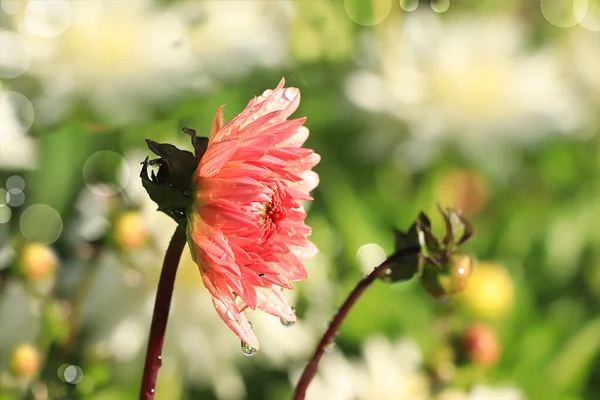 추상적 정원에는 내리고 꽃에는 방울과 삐걱거리며 초점이 집니다 아침의 아름다운 — 스톡 사진
