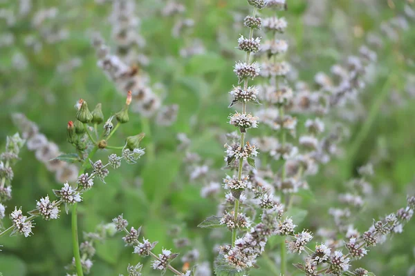 Mint in the garden with a blurry focus.The natural background.Medicinal plant used in folk medicine...