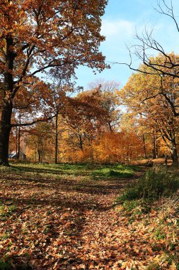 Rusya 'da güneşli bir sonbahar. Düşen akçaağaç ağaçlarıyla dolu bir patika bir Eylül günü ormanda ayrılıyor.