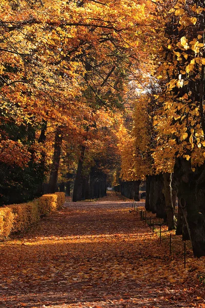 Jesienny Park Wrześniu Ścieżka Czerwonymi Liśćmi Piękny Jesienny Krajobraz Parku — Zdjęcie stockowe