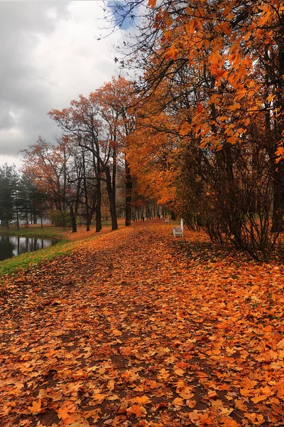 Jesienny Park Wrześniu Ścieżka Czerwonymi Liśćmi Gęstej Mgle Piękny Jesienny — Zdjęcie stockowe