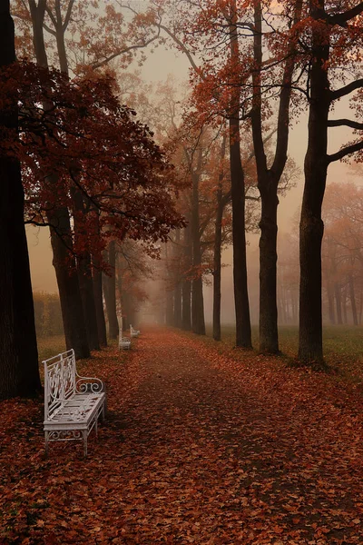 Podzimní Park Září Stezka Červenými Listy Husté Mlze Krásná Podzimní — Stock fotografie