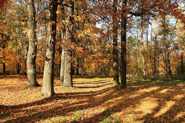 Slunečný Podzim Rusku Stezka Padajícími Javorovými Listy Lese Zářijový Den — Stock fotografie