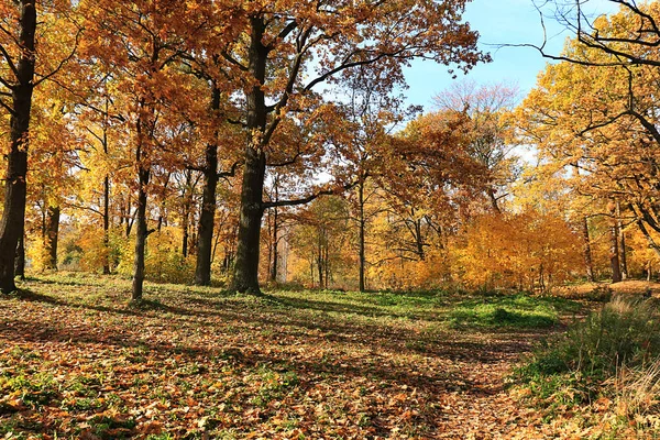 Сонячна Осінь Росії Вересневий День Стежка Кленовим Листям — стокове фото