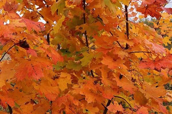 Background from autumn red maple leaves, September and the most beautiful colors of nature.