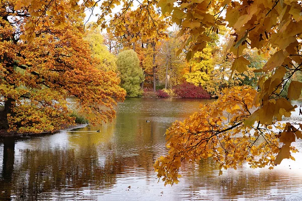 Październikowy Jesienny Park Rosji Drzewa Żółtymi Liśćmi Refleksja Jeziorze Alexander — Zdjęcie stockowe