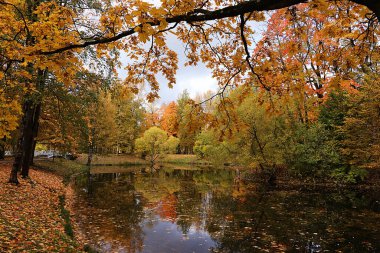 Rusya 'da Ekim sonbahar parkı, gölde sarı yapraklı ve yansımalı ağaçlar, Alexander Park, Leningrad Bölgesi. Parktaki güzel sonbahar manzarası, mevsimler, güzel ormanlarda seyahat.