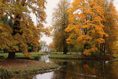 Rusya, St. Petersburg, 5 Ekim. 2019, Catherine Park. Fotoğrafta, düşen yapraklarla dolu bir sonbahar göleti ve bir Gıcırtılı Ağaç. Rus ormanlarındaki Ekim ormanlarının güzelliği