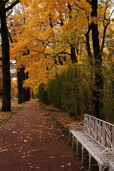 Październikowy Jesienny Park Rosji Aleja Dębowa Żółtymi Liśćmi Catherine Park — Zdjęcie stockowe