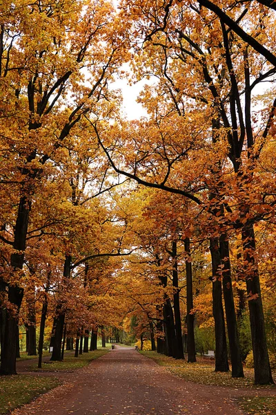 Říjen Autumn Park Rusku Dubová Ulička Žlutými Listy Catherine Park — Stock fotografie