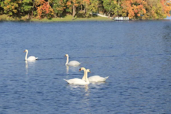 White Swans Autumn Lake Pair Inseparable Swans Lives Hibernates White — Stock Photo, Image