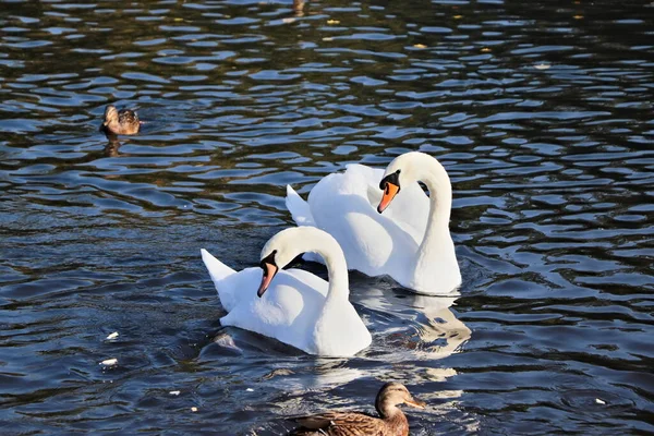 Белые Лебеди Осеннем Озере Пара Неразлучных Лебедей Живет Зимует Белом — стоковое фото