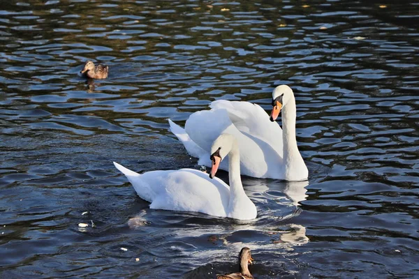 White Swans Autumn Lake Pair Inseparable Swans Lives Hibernates White — Stock Photo, Image