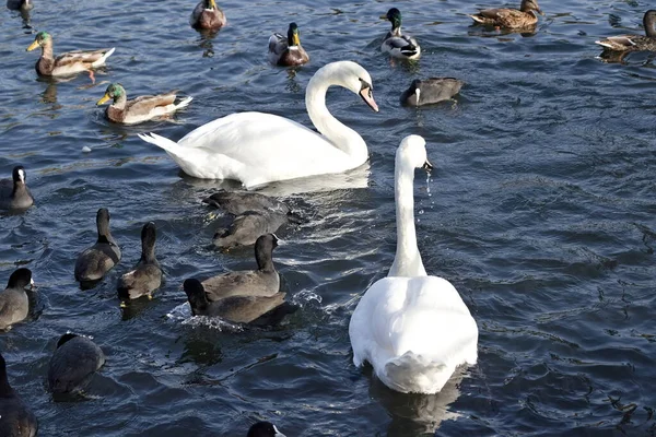 White Swans Autumn Lake Pair Inseparable Swans Lives Hibernates White — Stock Photo, Image