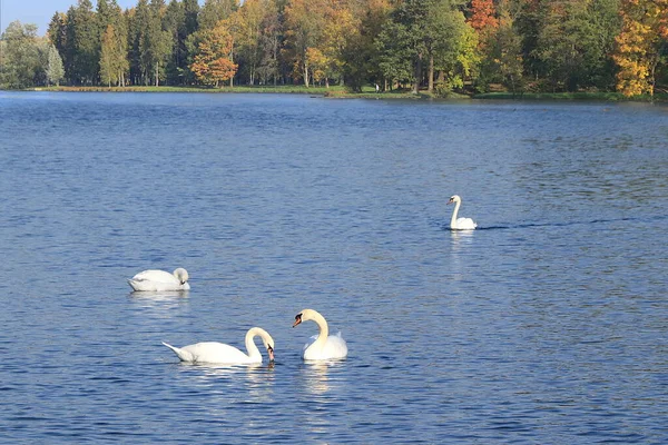 White swans on the autumn lake. A pair of inseparable swans lives and hibernates on the White Lake in St. Petersburg, they are always together and take care of each other. Tourists come to admire them.
