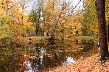 Rusya 'da Ekim sonbahar parkı, gölde kırmızı yapraklar ve yansımalar, Aleksandrovsky parkı, Tsarskoe Selo, Leningrad bölgesi. Sonbahar manzarası,
