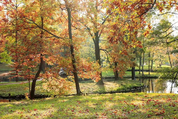 Październikowy Jesienny Park Rosja Słoneczny Las Świcie Czerwienny Liść Гатчинский — Zdjęcie stockowe