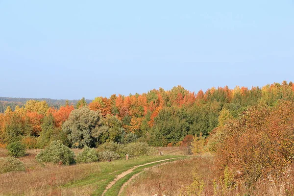Outubro Parque Outono Rússia Estrada Com Folhas Vermelhas Gatchina Parque — Fotografia de Stock