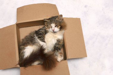 Evin aydınlık zemininde, karton bir kutuda uyuyan tüylü kedi.,