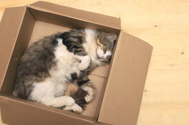 Evin aydınlık zemininde, karton bir kutuda uyuyan tüylü kedi.,