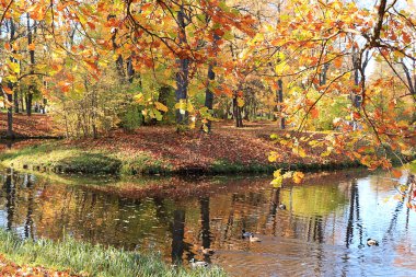 Rusya 'da Ekim sonbahar parkı, gölde kırmızı yapraklar ve yansımalar, Aleksandrovsky parkı, Tsarskoe Selo, Leningrad bölgesi. Sonbahar manzarası