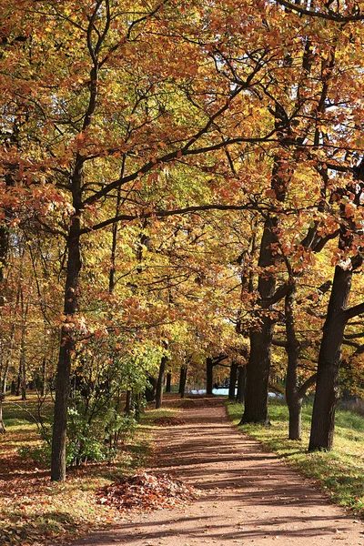 Říjnový Podzimní Park Rusku Dubová Ulička Červenými Listy Krásná Jasná — Stock fotografie