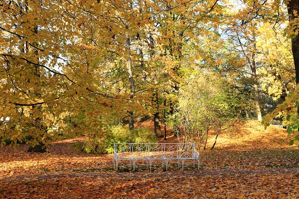 Outubro Parque Outono Rússia Beco Carvalho Com Folhas Vermelhas Bela — Fotografia de Stock