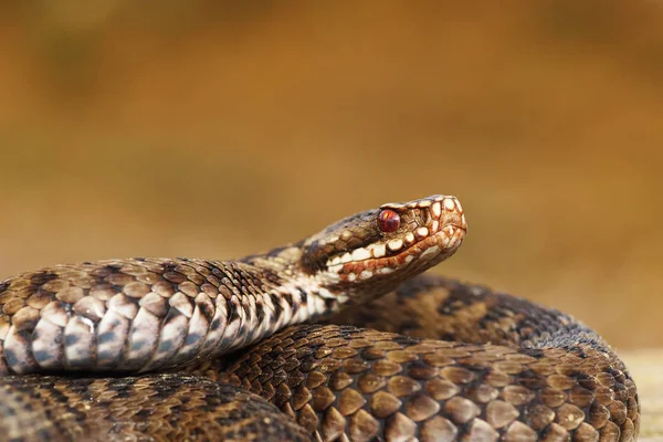 Weibliche Kreuzotter Nahaufnahme Vipera Berus — Stockfoto