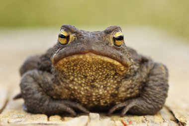 şirin ortak kahverengi kurbağa kameraya (Bufo bufo, tam uzunlukta hayvan arıyor )