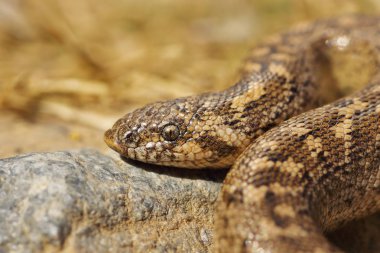 Juvenil cirit kum boa (Eryx jaculus makro portresi )