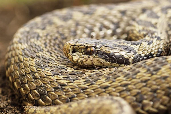 Крупним Планом Жіноча Вейпер Vipera Ursgeme Rakosiensis — стокове фото