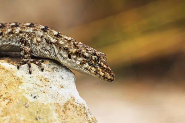 Primer Plano Del Gecko Dedos Desnudos Kotschy Hábitat Natural Mediodactylus — Foto de Stock